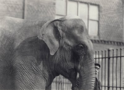 Asiatischer Elefant mit Wärter, Londoner Zoo, 1914 von Frederick William Bond